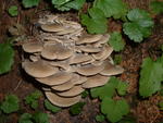 DSCF0099
