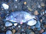 Whidbey Island Mar 06
