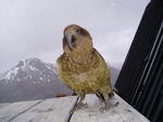 What a great picture, of a great bird