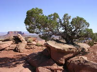 2006