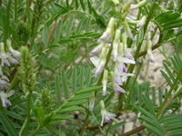 095-Astragalus_c