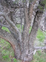 257-Cercocarpus_ledifolius_trunk