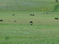 Friends of Mooo