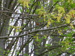 Look! A robin!