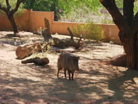 collared peccary...aka: javelina