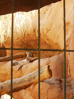 mountain lion. poor guy