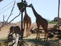 there were like 4 giraffes here, unlike in Tucson...i think there's only 2