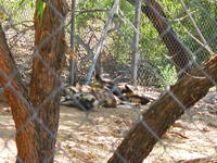 "wild dogs". . . aka hyenas?