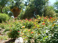 pretty flowers