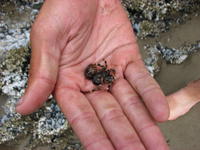 Hermit crab