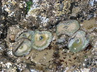 more anemones