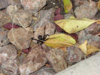 GD black widows