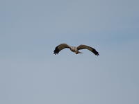41-Birds_at_the_refuge_b