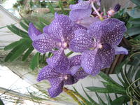 SF Flower Conservatory, January 2009