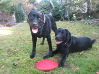 Dogs, February 2009